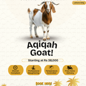 Platinum Aqeeqah